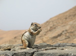 27931 Barbary Ground Squirrel eating.jpg